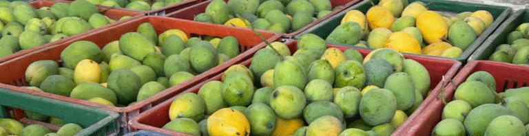 Canastas rojas y verdes que contienen mangos.